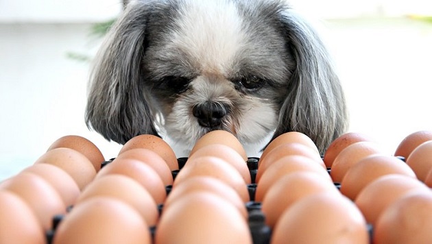 dog looking at eggs