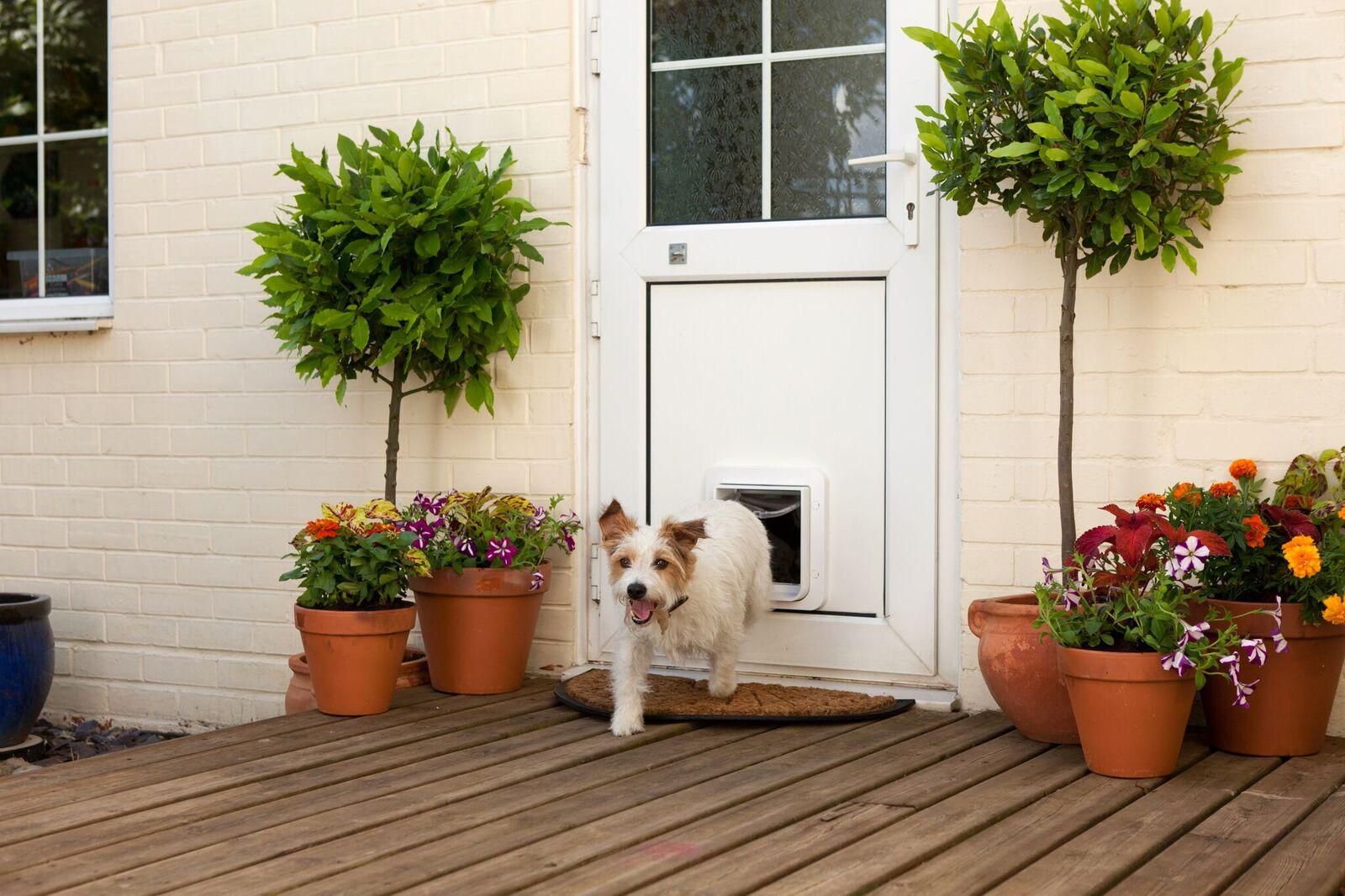 The Most Important Things You Need to Know when Choosing a Dog Door