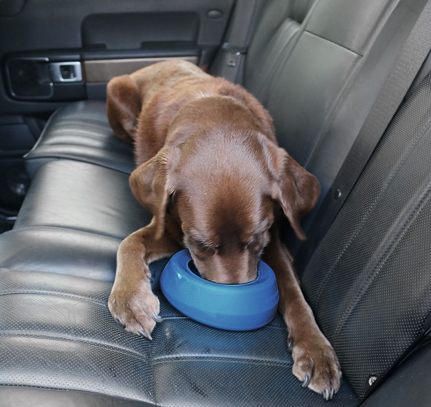 dog eating from travel bowl