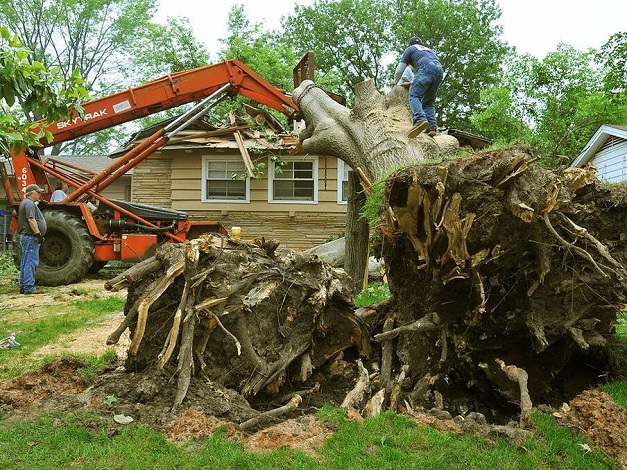 removing trees stumps