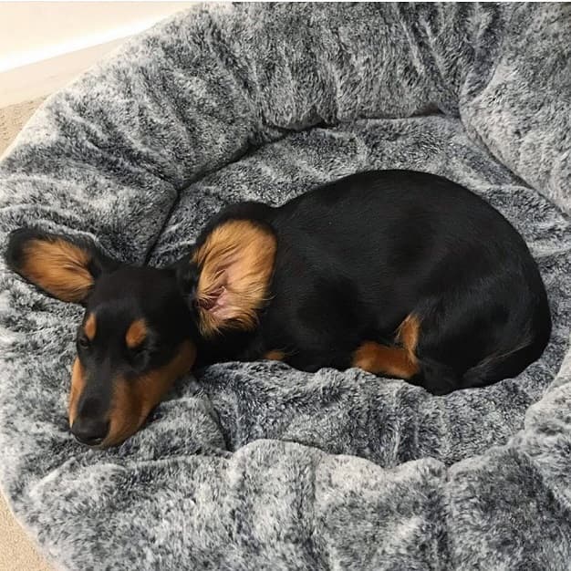 The Importance of Picking the Right Dog Bed & Some Maintenance Tips How Important