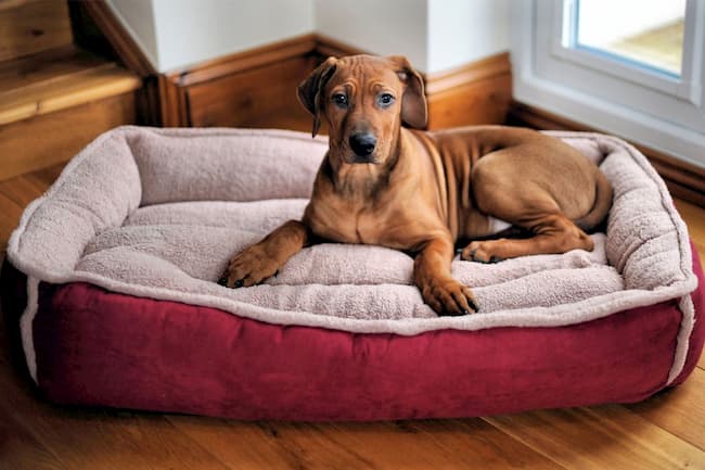 Dog-Bed