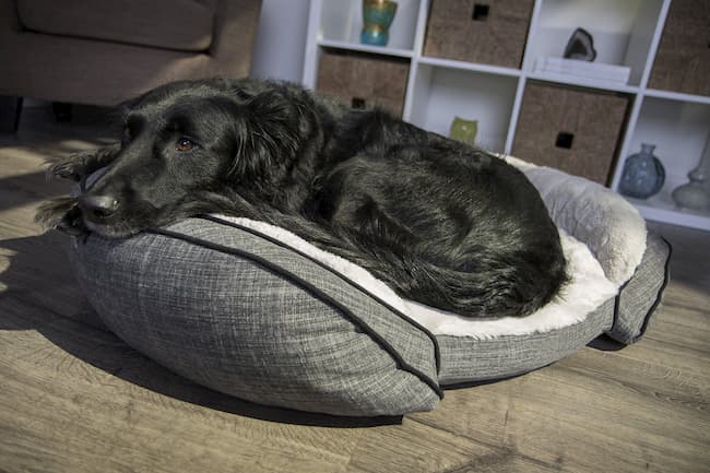 Sterling Premium Comfort Beds for Dogs
