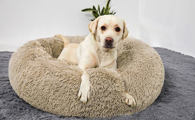 calming dog beds