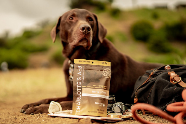 dog and his joint supplements