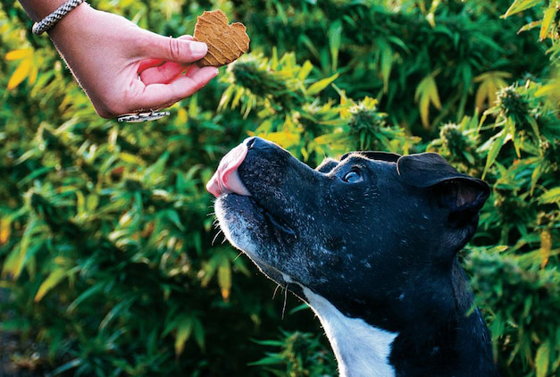 joint supplements in the dogs snacks