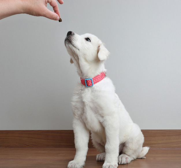 giving dog a treat