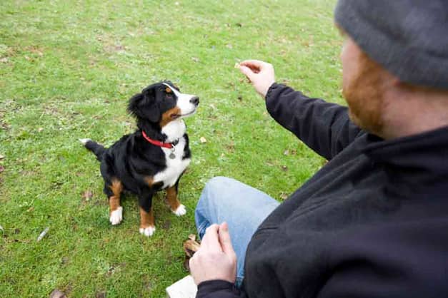 dog recieving a treat