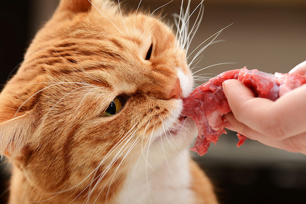 meat based diet for cats