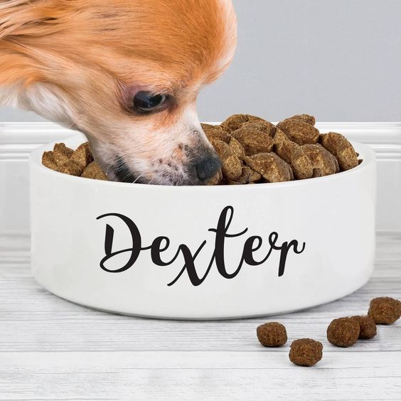 dog eating dog food from a bowl
