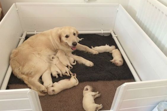 labrador with her babies in a whelping box