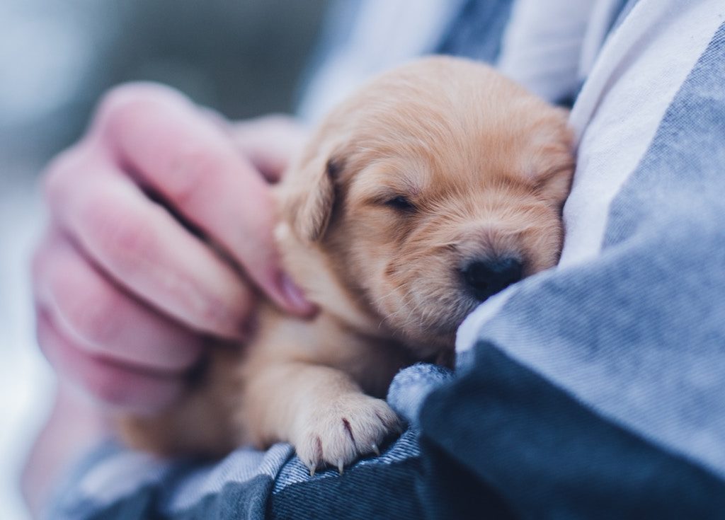 man holding a sleeping puppy