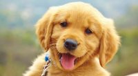 happy puppy labrador