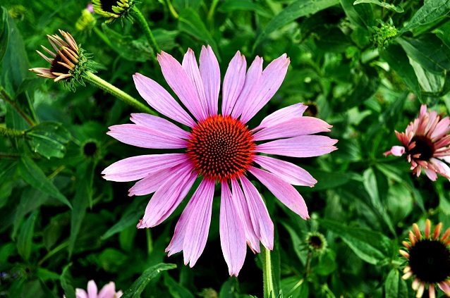 picture of flower echinacea 