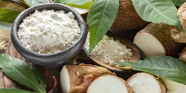 tapioca gluten free flour in bowl and cassava roots 
