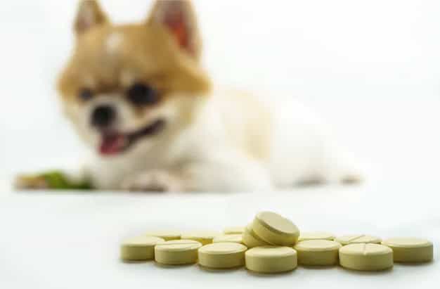 medication for pets