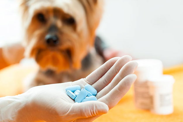 doctor giving dog a medicine