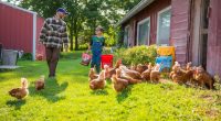 raising chickens in a garden