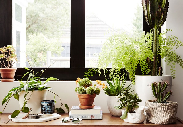 Close-up of cozy corner near the window with decorative pots with plants 