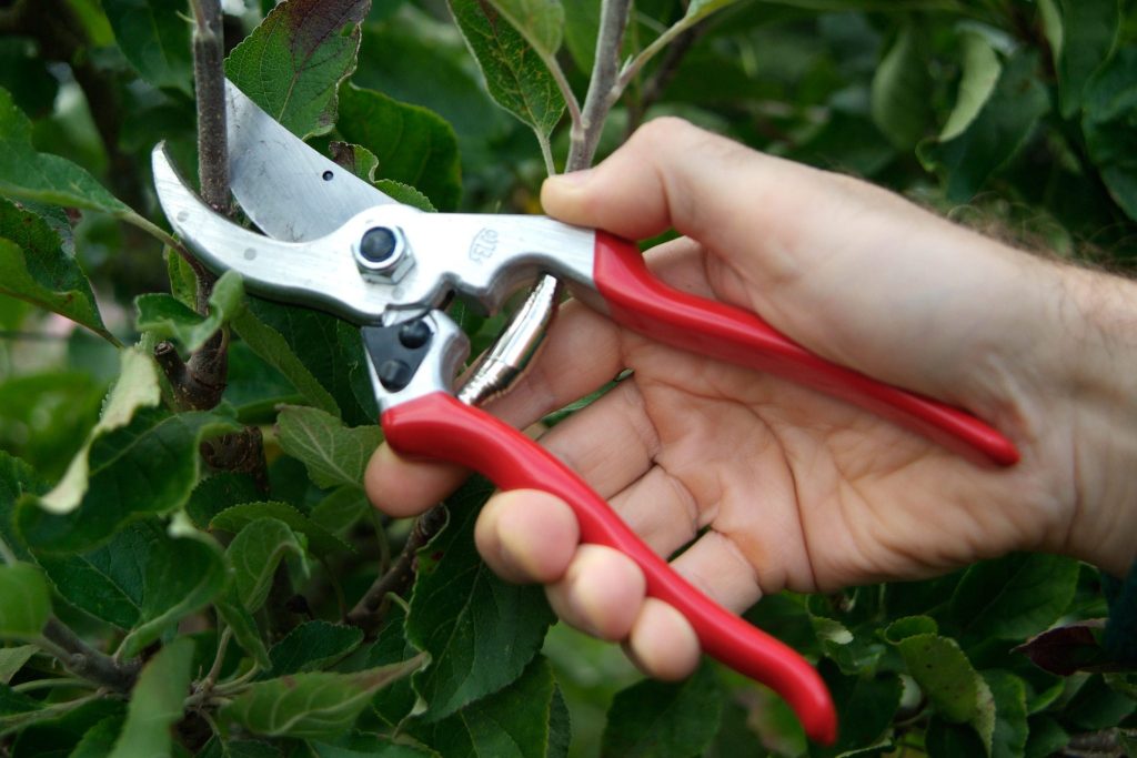 Lopping shears and hand shears are the two types of shears used for cutting tree parts during tree pruning. Typically, hand shears are used to prune tree leaves and buds. The primary purpose of lopping shears is to chop the thick branches of trees. Occasionally, tree branches are too dense to be cut with shears. In this instance, you can remove them efficiently with a saw.