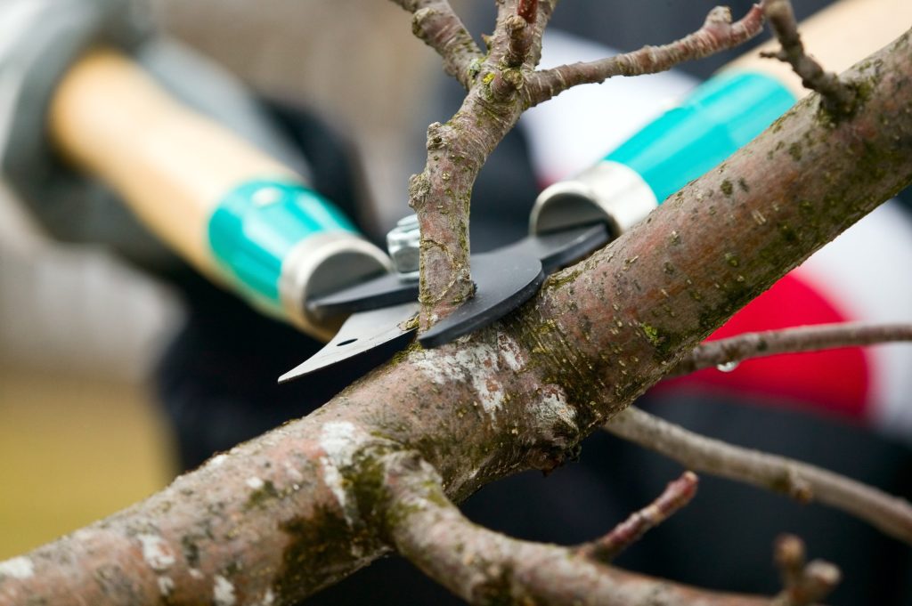 Primarily, tree pruning refers to the removal of diseased, dead, damaged, and loose branches that pose a threat to the trees. It protects against diseases, pests, and anything else that could hinder the tree's growth and promotes robust growth. 