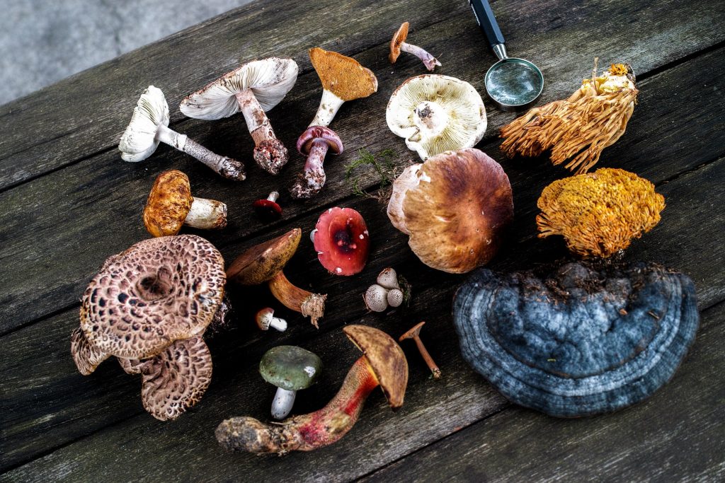 types of medical mushrooms