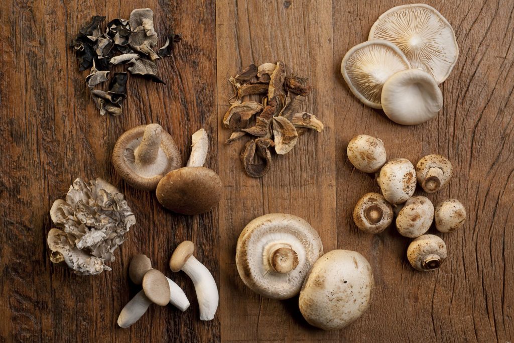 medical mushrooms