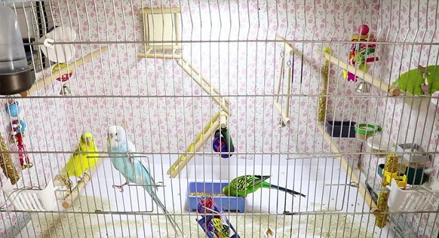 A lot of different colored birds in a cage with many adding inside