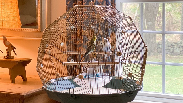 Bird cage with 2 birds placed inside in a room
