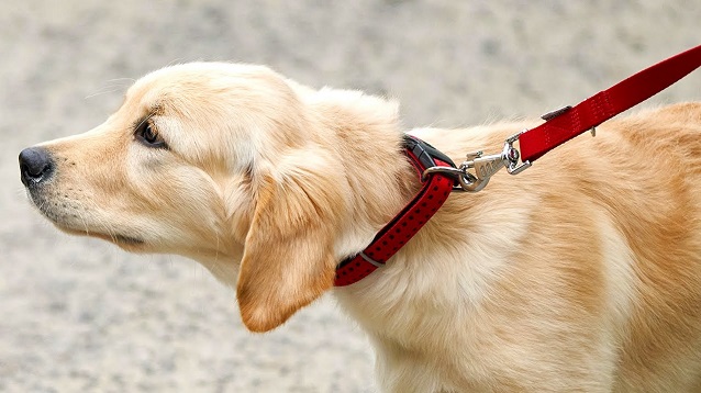 golden retriever with a red leash and collar