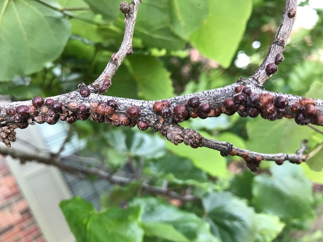 Tree branch with pests