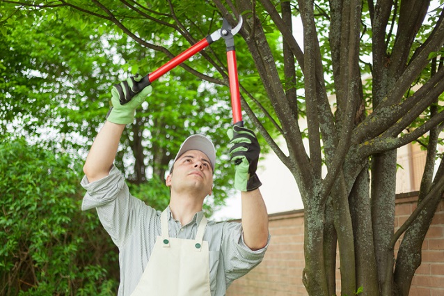 Man is pruning a tree in garden
