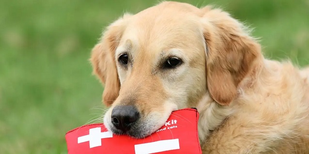 dog first aid kit 