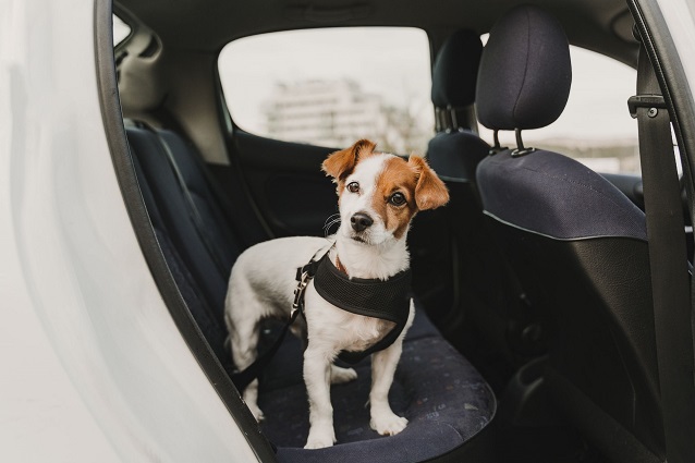 dog car safety harnesses 