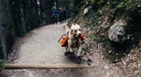 must-have dog gear for your next adventure with your dog
