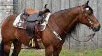 horse saddle