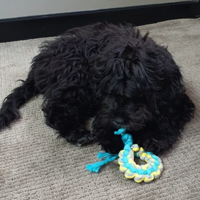 Sweater Rope Ring Dog Toy – All For Paws