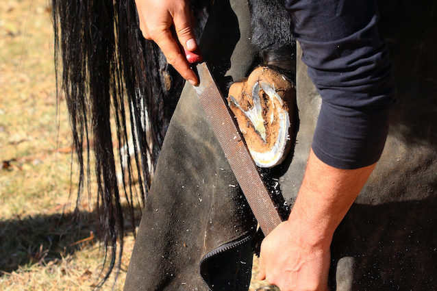 advanced-tools-for-hoof-care