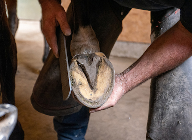 hoof-care