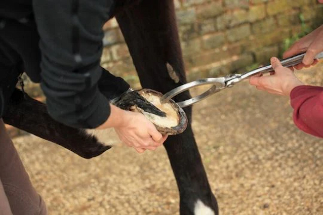 horses-hooves
