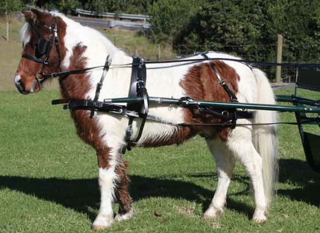 mini-harness
