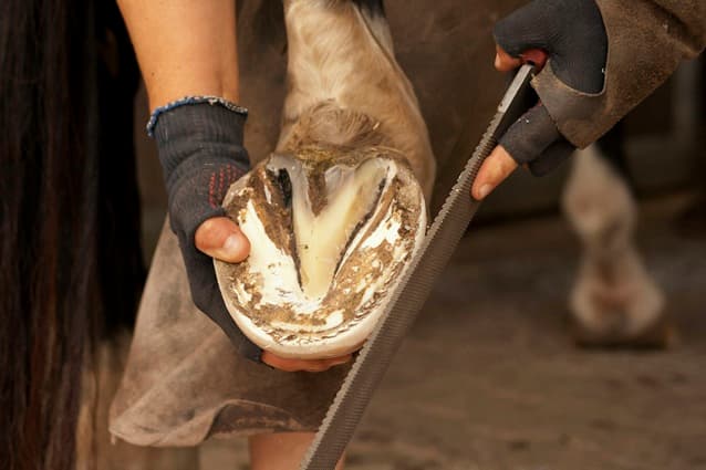 hoof-care